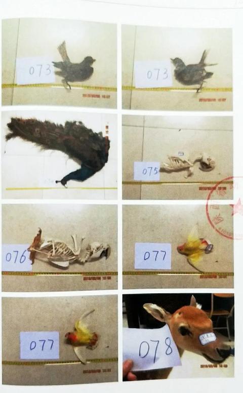贩卖野生动物制品 陕西一犯罪团伙主犯被判12年