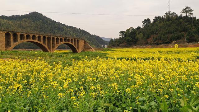 江西泰和：石拱桥与油菜花相映成趣