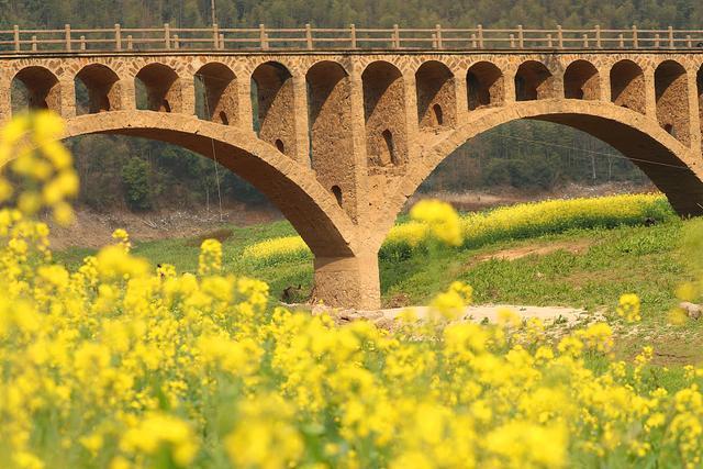 江西泰和：石拱桥与油菜花相映成趣