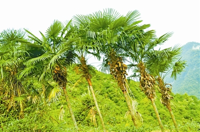 棕榈为典型的“棕榈型”树冠，可以营造南国热带风情植物景观