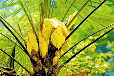 棕榈的肉穗花序