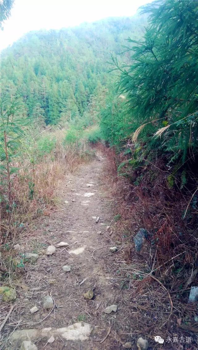 温州吊坦漈古道，瀑飞水奔，奇石林立，箬叶招人，风景奇美