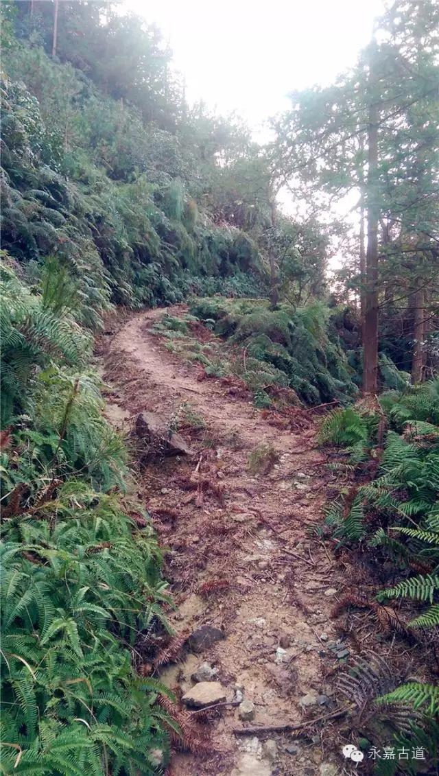 温州吊坦漈古道，瀑飞水奔，奇石林立，箬叶招人，风景奇美