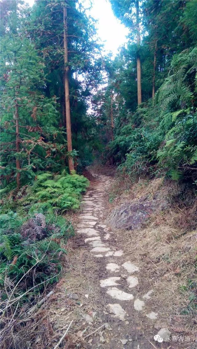 温州吊坦漈古道，瀑飞水奔，奇石林立，箬叶招人，风景奇美