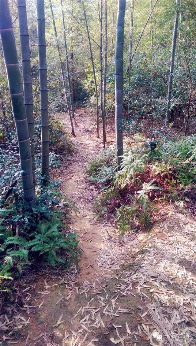 温州吊坦漈古道，瀑飞水奔，奇石林立，箬叶招人，风景奇美