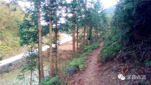 温州吊坦漈古道，瀑飞水奔，奇石林立，箬叶招人，风景奇美