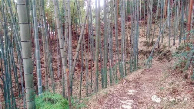 温州吊坦漈古道，瀑飞水奔，奇石林立，箬叶招人，风景奇美