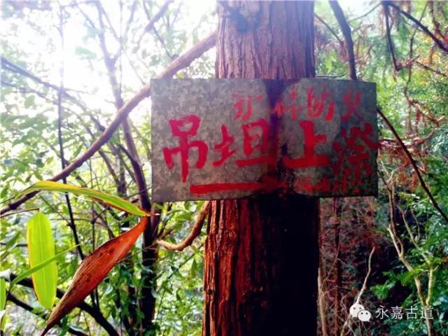 温州吊坦漈古道，瀑飞水奔，奇石林立，箬叶招人，风景奇美