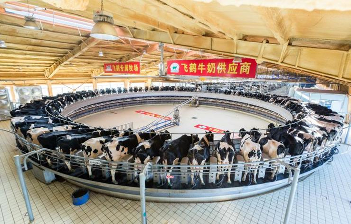  飞鹤专属牧场（图片来源：飞鹤乳业）