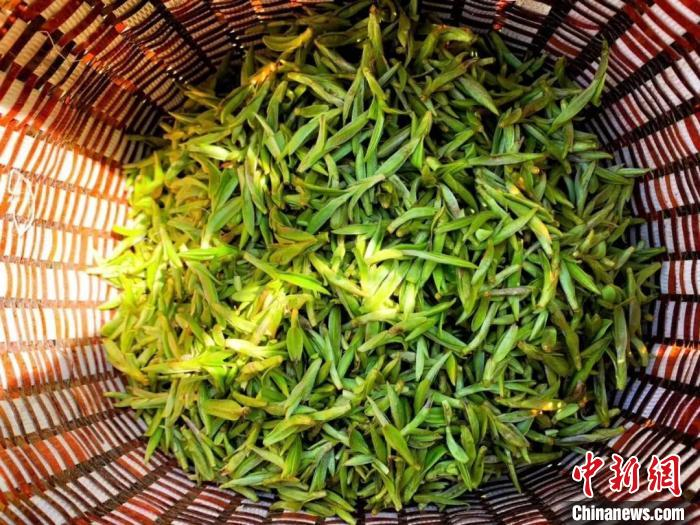 图为：2020年仙居乌牛早茶。仙居县委宣传部供图