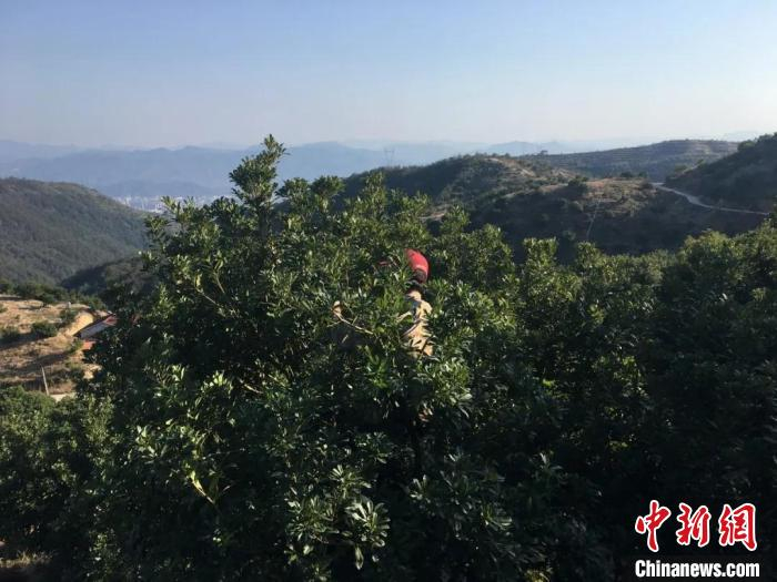 图为：梅农修剪枝条。仙居县委宣传部供图