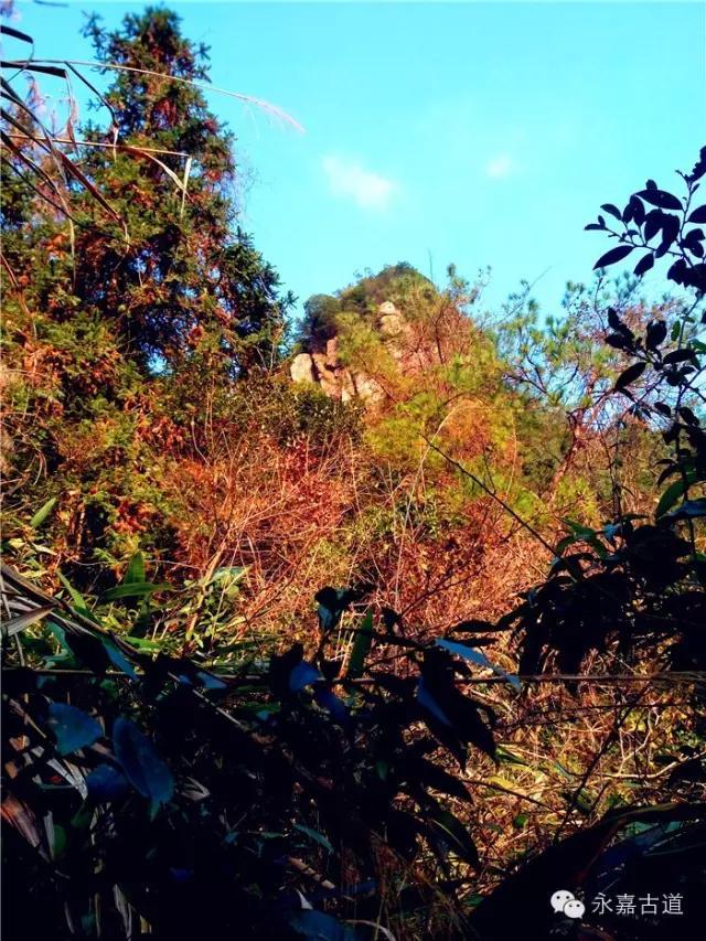 温州吊坦漈古道，瀑飞水奔，奇石林立，箬叶招人，风景奇美