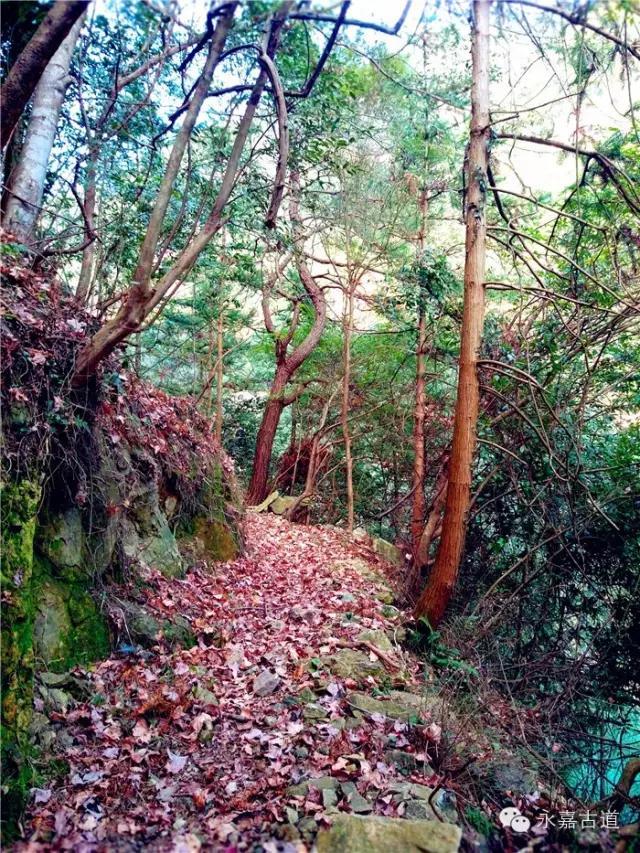 温州吊坦漈古道，瀑飞水奔，奇石林立，箬叶招人，风景奇美