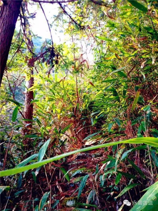 温州吊坦漈古道，瀑飞水奔，奇石林立，箬叶招人，风景奇美