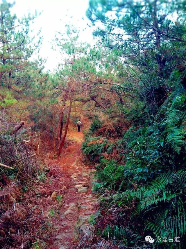 温州吊坦漈古道，瀑飞水奔，奇石林立，箬叶招人，风景奇美