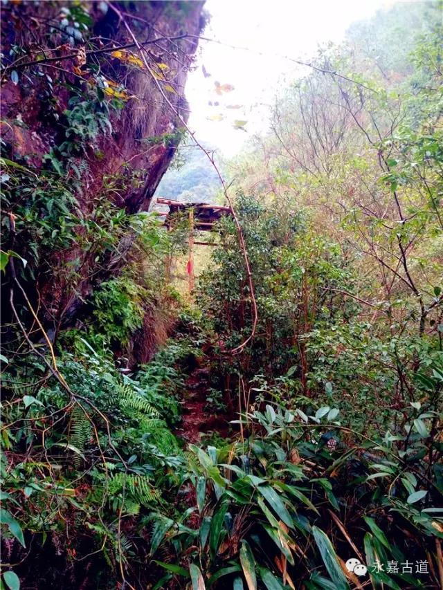 温州吊坦漈古道，瀑飞水奔，奇石林立，箬叶招人，风景奇美