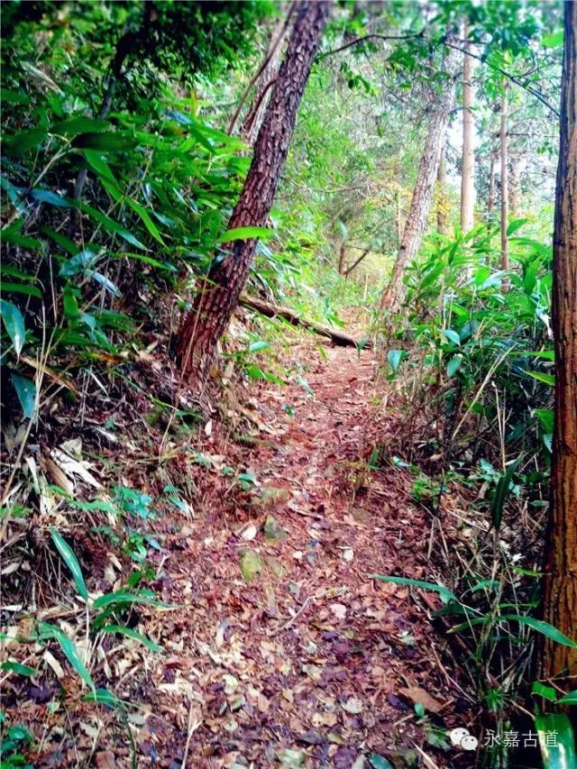 温州吊坦漈古道，瀑飞水奔，奇石林立，箬叶招人，风景奇美