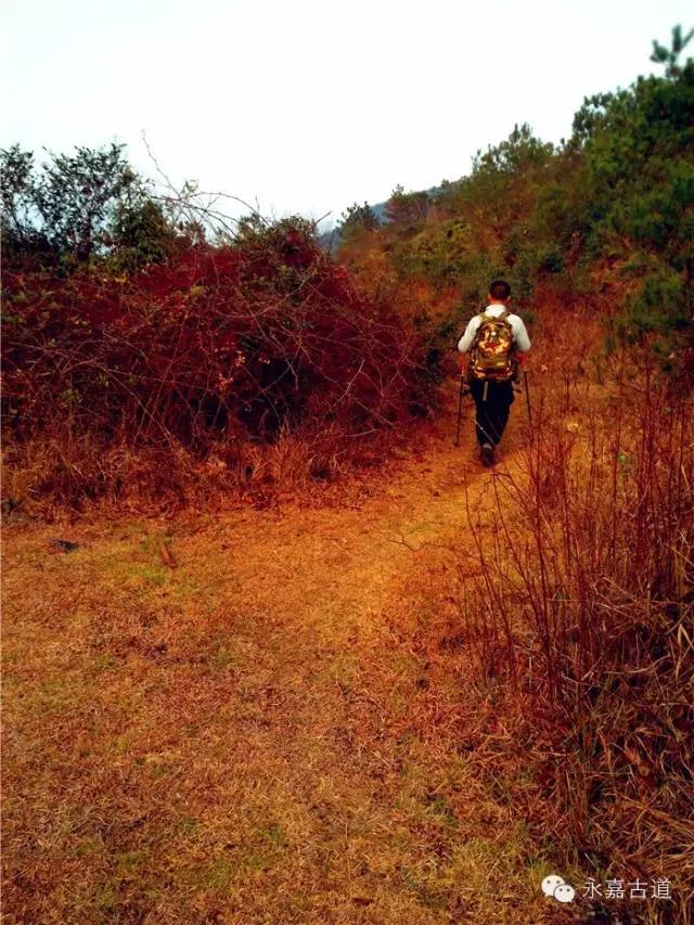 温州吊坦漈古道，瀑飞水奔，奇石林立，箬叶招人，风景奇美