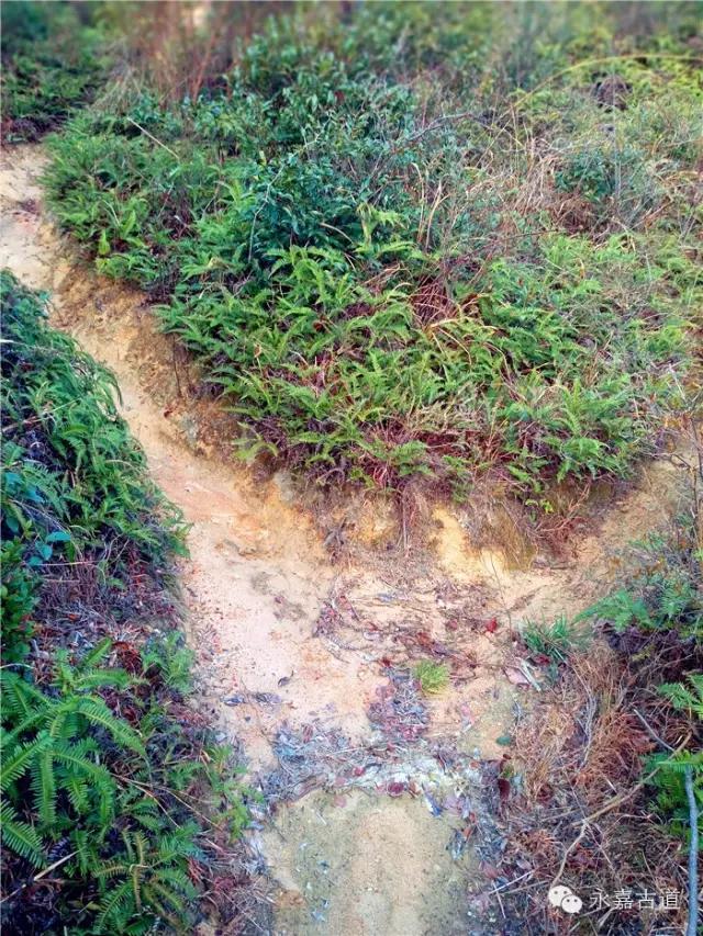 温州吊坦漈古道，瀑飞水奔，奇石林立，箬叶招人，风景奇美