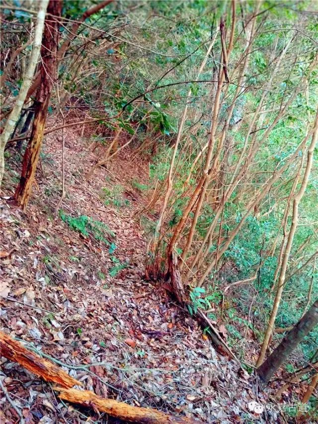 温州吊坦漈古道，瀑飞水奔，奇石林立，箬叶招人，风景奇美