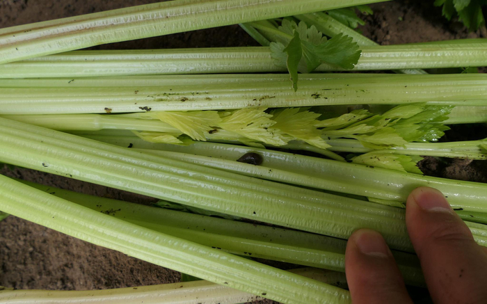 蛞蝓喜欢吃芹菜。受访者供图