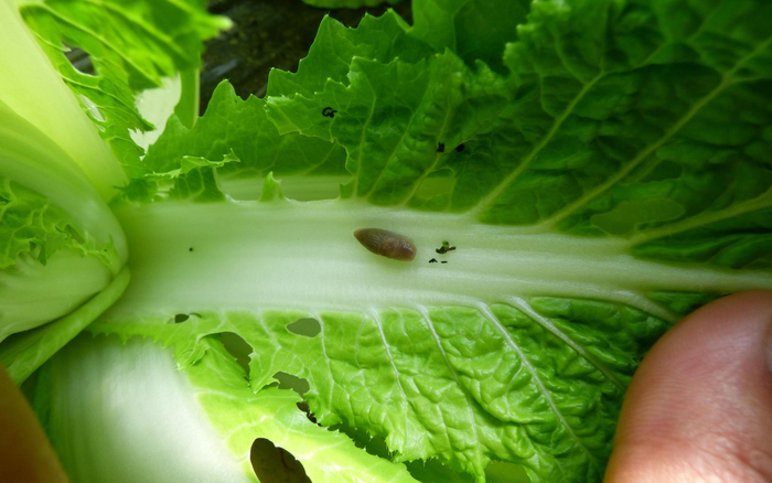 吃菜叶的蛞蝓。受访者供图