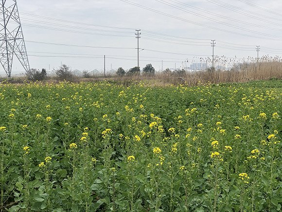 屠忠诚家附近的油菜花田。（图片来源：张钦）