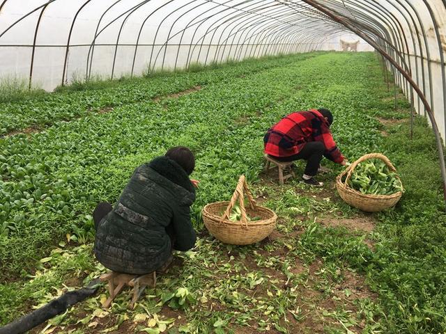 众人拾柴火焰高 泗阳爱心助力销4万斤蔬菜