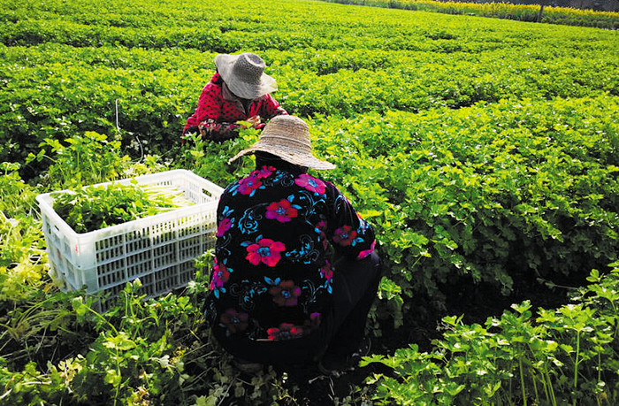 村民采收蔬菜