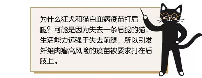 打疫苗长恶性肿瘤害死猫？这针到底还能不能打？