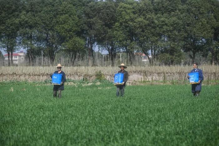 最接地气的停课不停学，华中农业大学：师生就地参与春耕生产