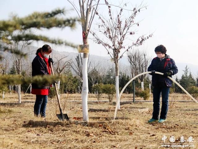 凤山景区积极为苗木进行春季浇水