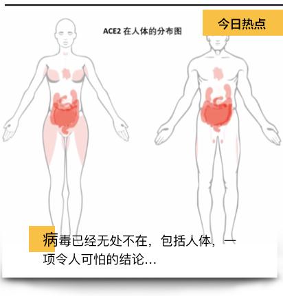 睾丸易受攻击！美国权威机构研究发现新冠病毒可致男性生殖障碍