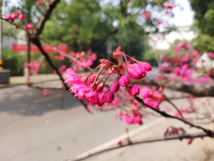 【期盼】武汉大学的早樱开了！只愿樱花烂漫时，一切无恙！