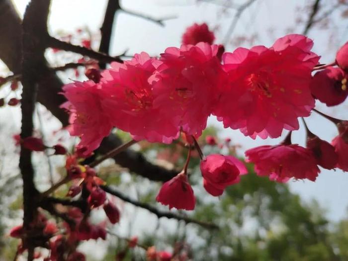 【期盼】武汉大学的早樱开了！只愿樱花烂漫时，一切无恙！