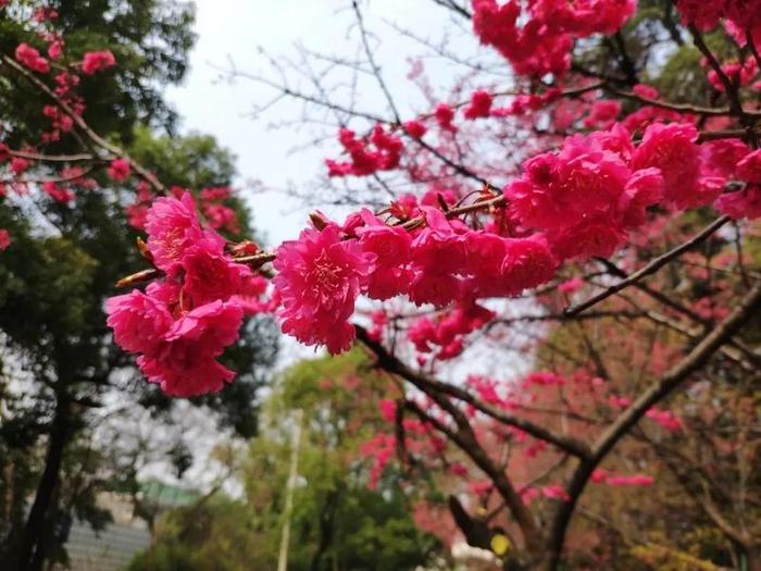 【期盼】武汉大学的早樱开了！只愿樱花烂漫时，一切无恙！