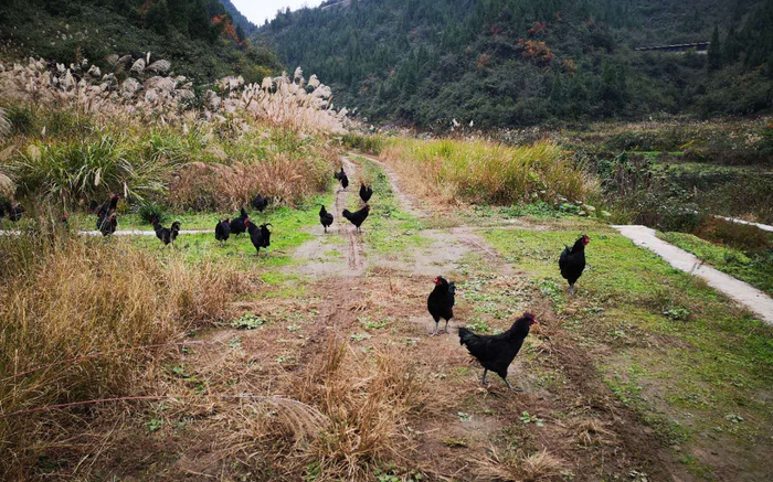 散养的土鸡。受访者供图