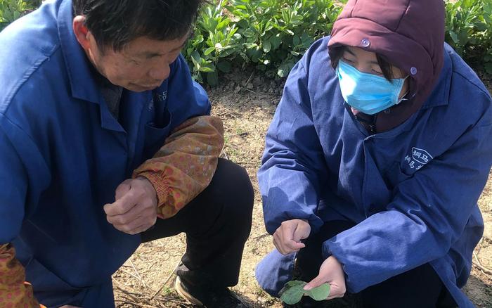 “开学还早，就地下田” 华中农大启动特殊开学季