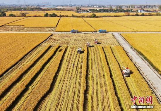 2020年稻谷最低收购价公布：粳稻每50公斤130元