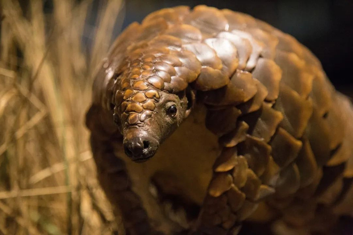 穿山甲 图片来源：摄图网