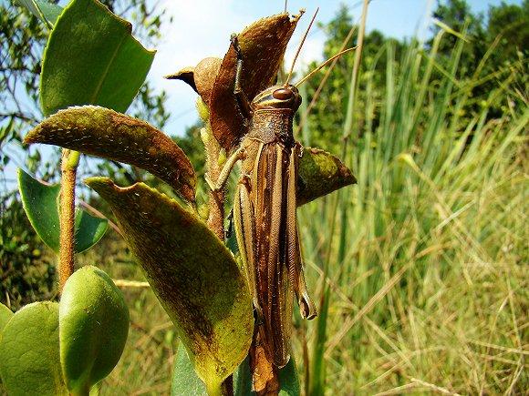 保护生物学学者王放：只是禁食野生动物，长远的生态安全就还不乐观 | 疫时对话系列