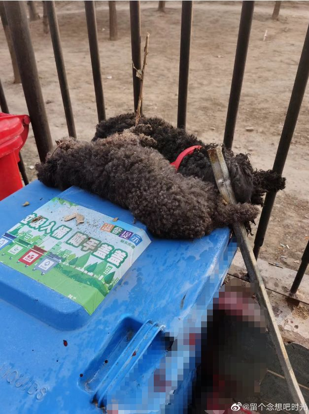 被打死的两只狗被搁置在垃圾箱盖上