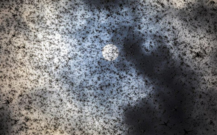 肯尼亚遮天蔽日的蝗群。图片来源：FAO