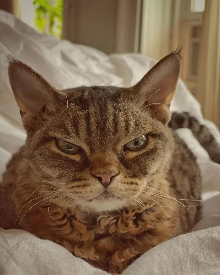 又一只长相超凶的猫,在网上走红了