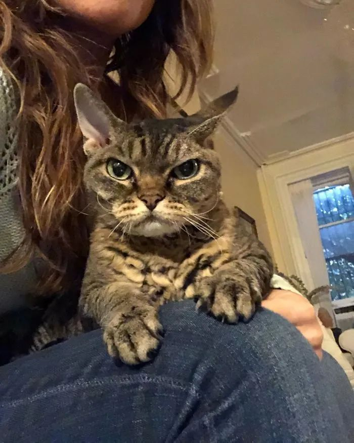又一只长相超凶的猫,在网上走红了
