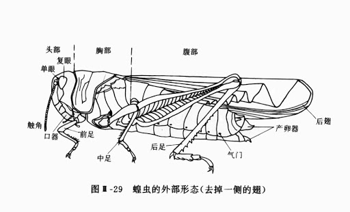蝗虫的形态结构 图片来源：初中生物插图