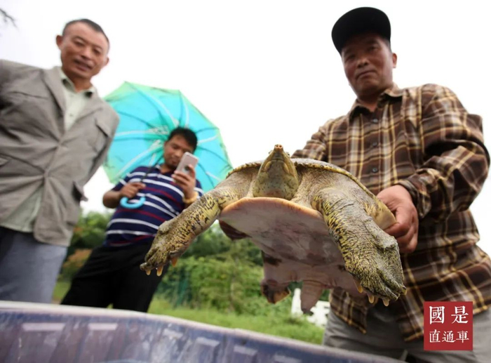 安徽蒙城：20.5斤野生甲鱼被放归大自然 中新社发 胡卫国 摄