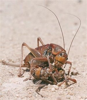 相食的摩门蟋蟀 图片来源：nature