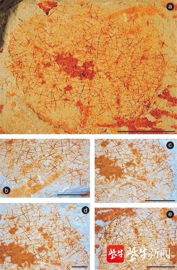  中国古花骨海绵标本照片     （南古所供图）
