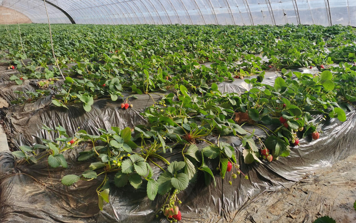 草莓大棚。新京报记者 王颖 摄